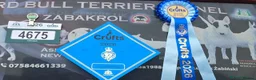 English Bull Terrier dogs for sale: UK Champion Bloodline Puppies Waiting List Open - Advert 19