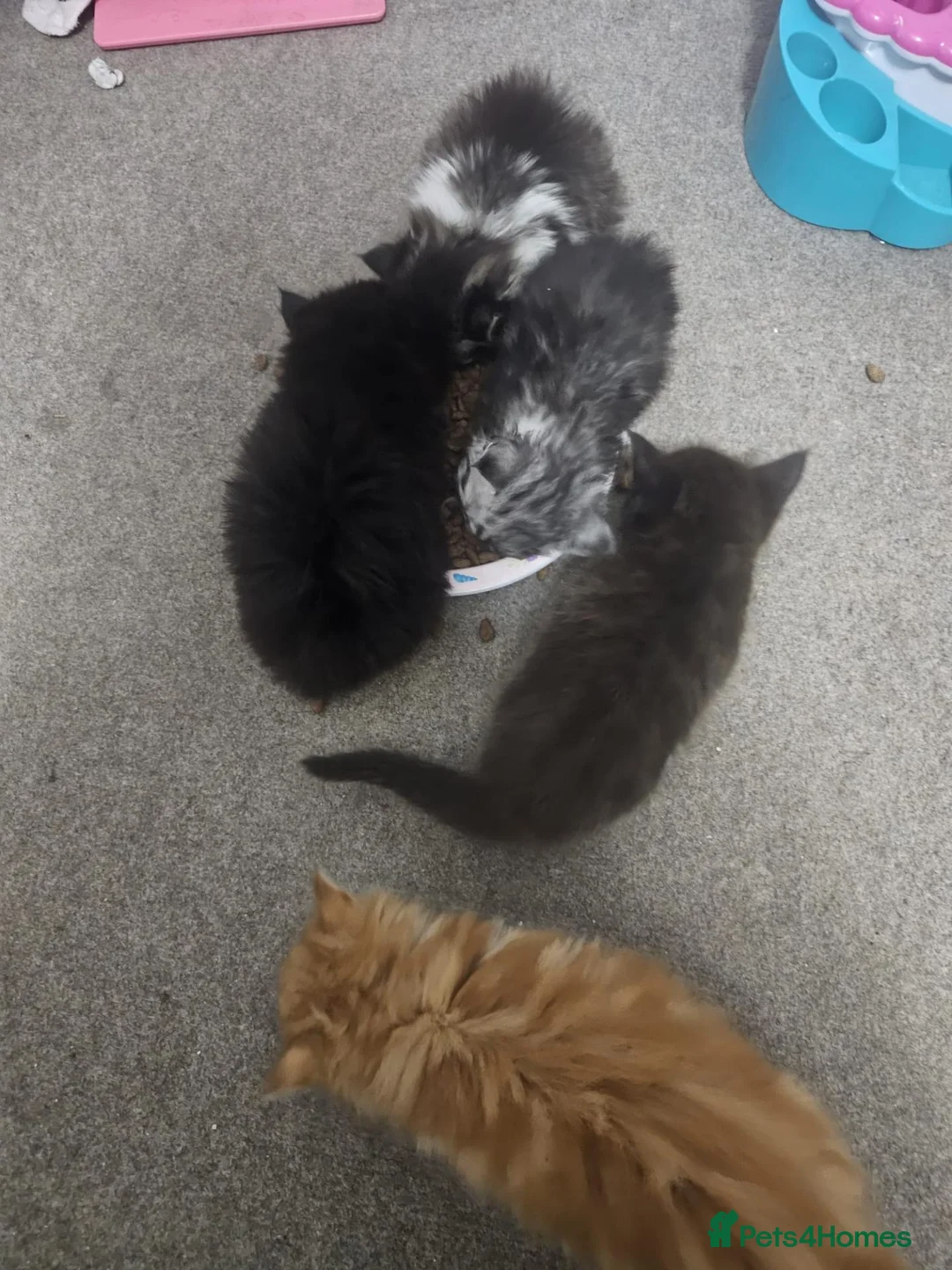 Mixed Breed cats for sale: 7 kittens for sale  - Advert 9