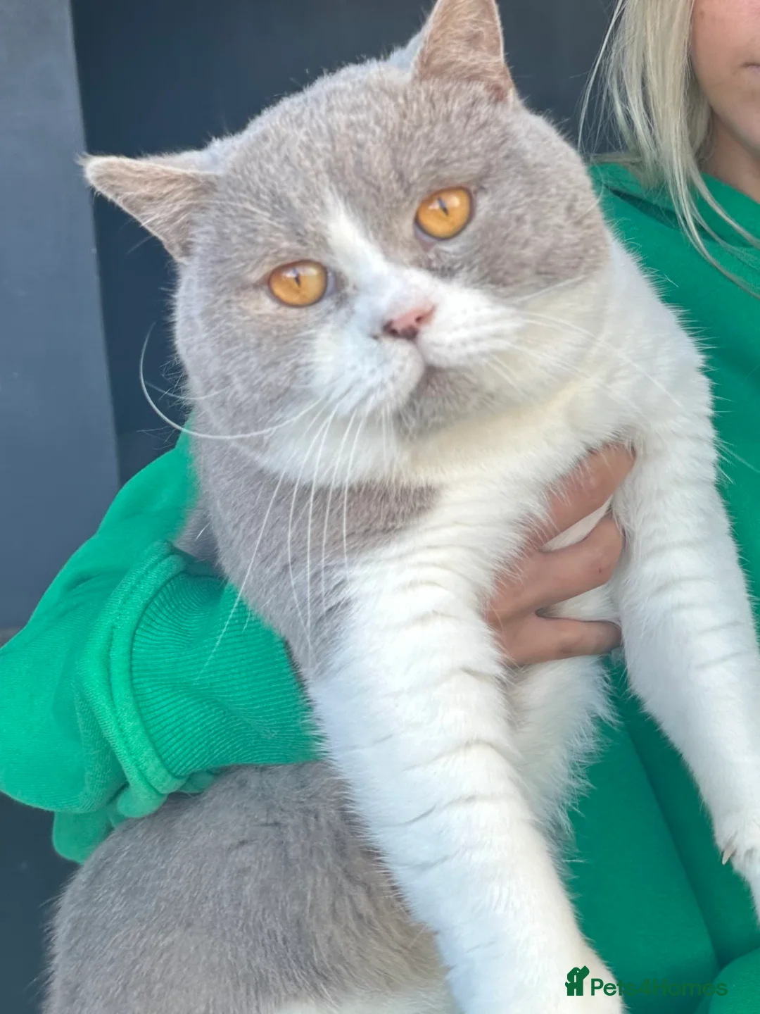 British Shorthair cats for stud: Stunning BSH lilac bi colour boy in Swansea - Advert 2