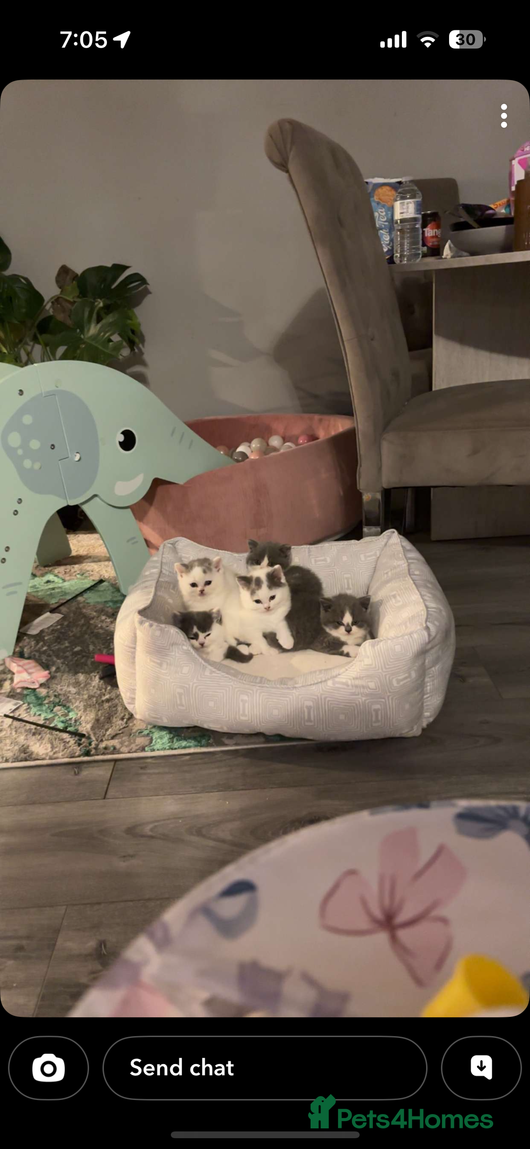 British Shorthair cats for sale: 2 sweet babies left!! - Advert 1