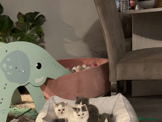 British Shorthair cats 2 sweet babies left!! - Advert 1