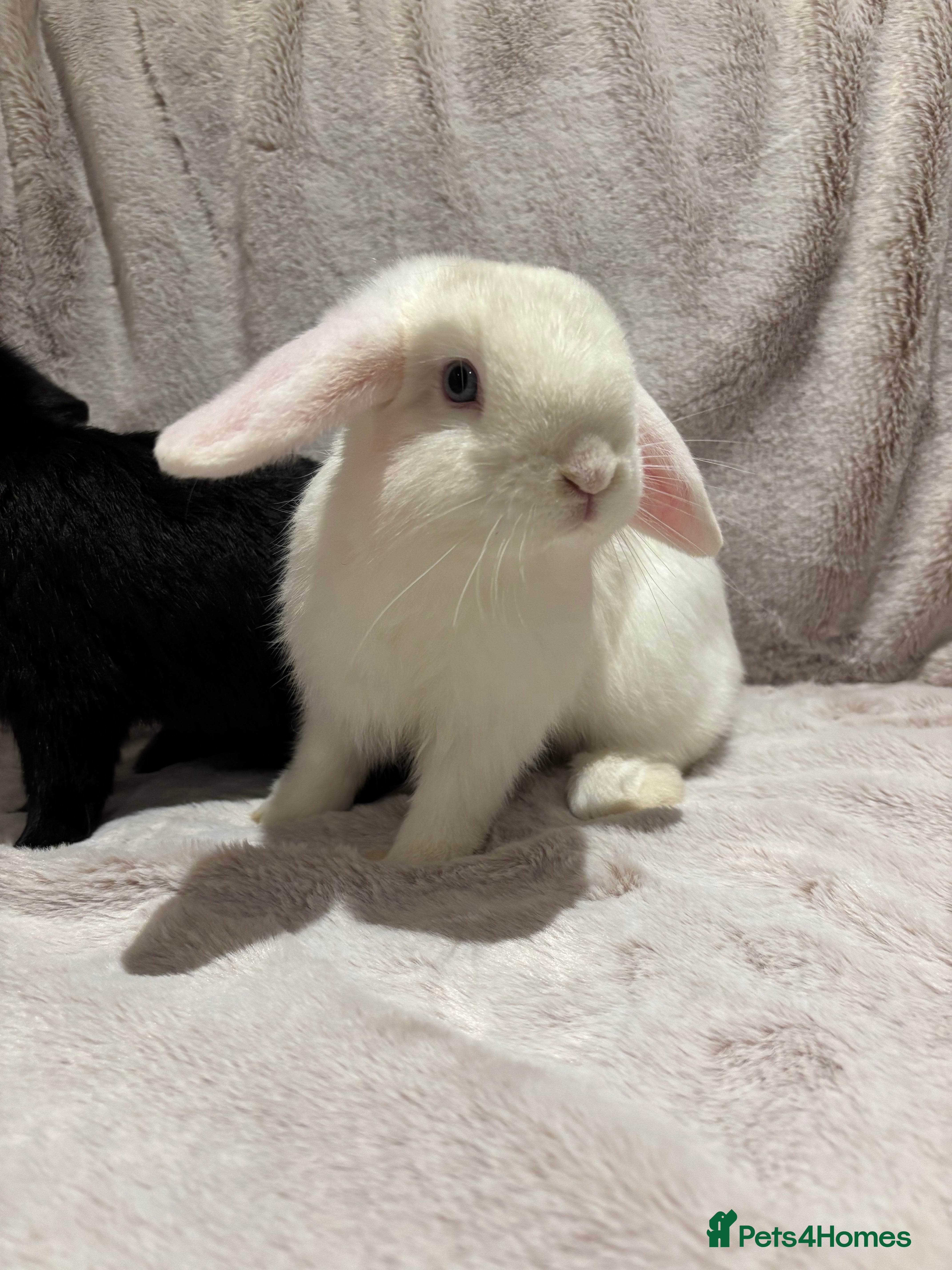 Mini Lop rabbits Mini lop cross Dutch females  - Advert 1