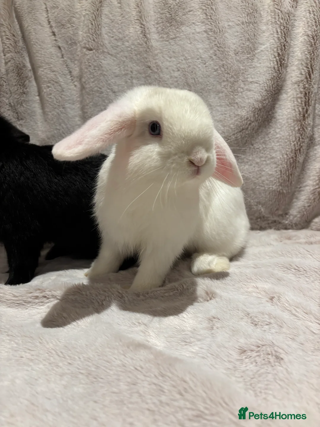 Mini Lop rabbits for sale: Mini lop cross Dutch females  - Advert 1