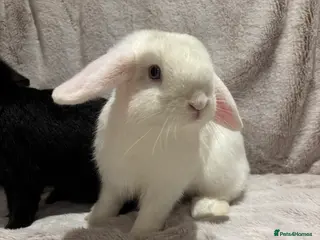 Mini Lop rabbits Mini lop cross Dutch females - Advert 1