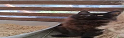 Maine Coon cats for sale: Maine Coons XL - Advert 11