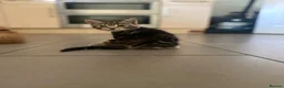 Mixed Breed cats for sale: Beautiful characterful kittens for sale. - Advert 25