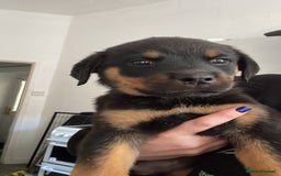 Rottweiler dogs for sale: 11 Chucky Rottweiler puppies for sale  - Image 31