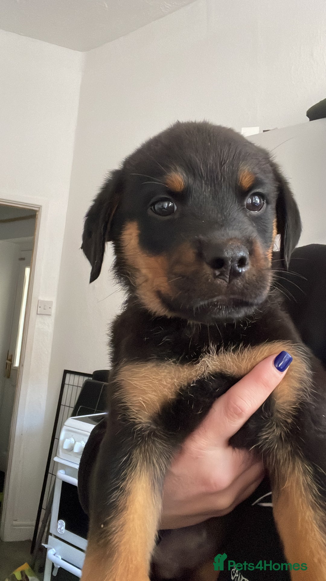 Rottweiler dogs for sale: 11 Chucky Rottweiler puppies for sale  - Image 31