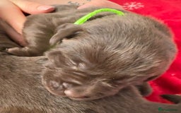 Labrador Retriever dogs for sale: 5 Stars 🌟 Chocolate Labradors  🌟  - Image 3