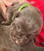 Labrador Retriever dogs - Advert 15