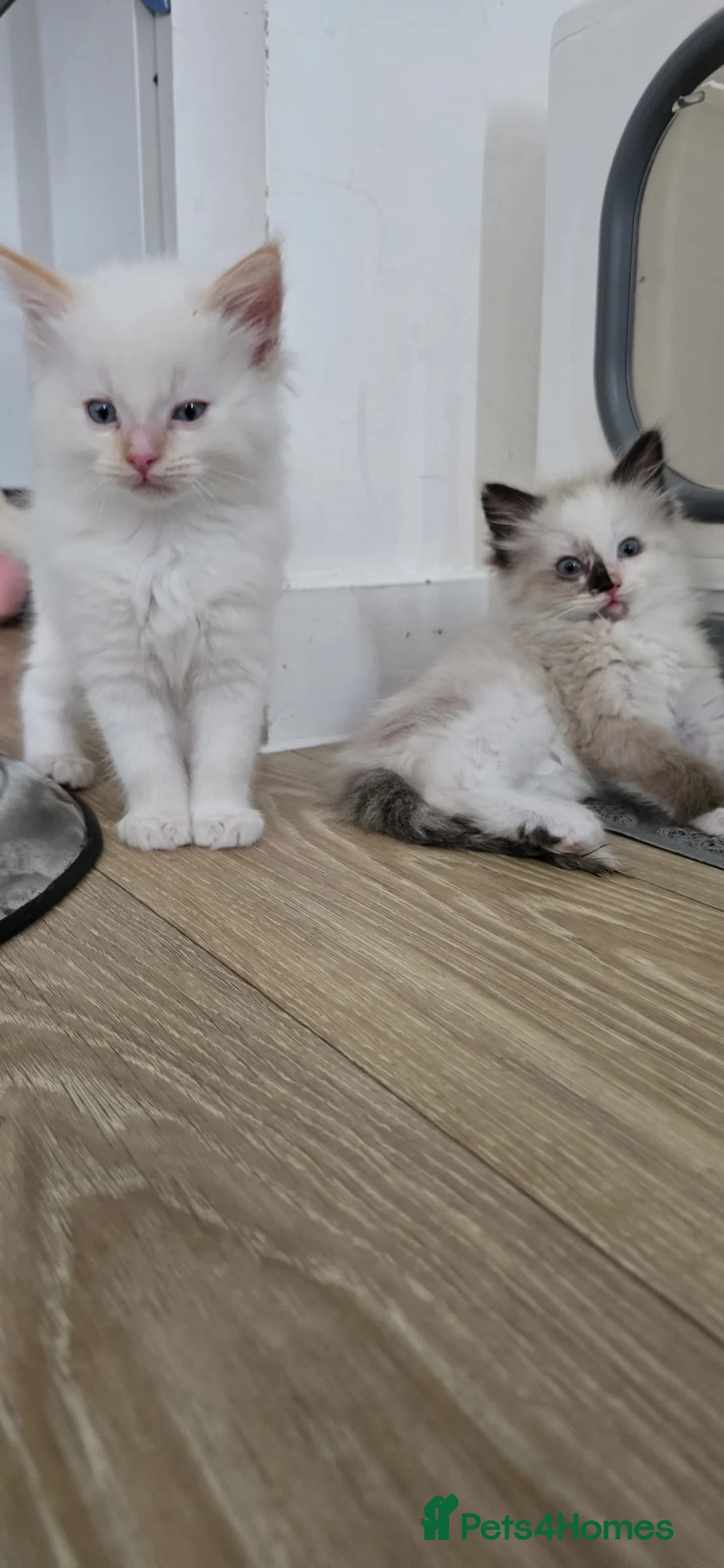 Ragdoll cats for sale: Beautiful Pure Ragdolls  - Advert 2