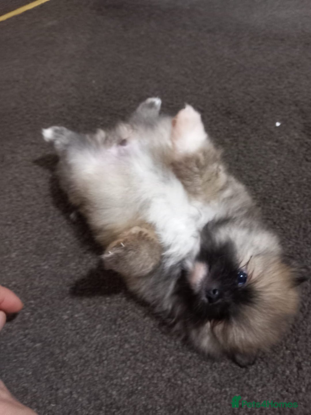 Pomeranian dogs for sale: Pomeranian puppy  - Advert 8