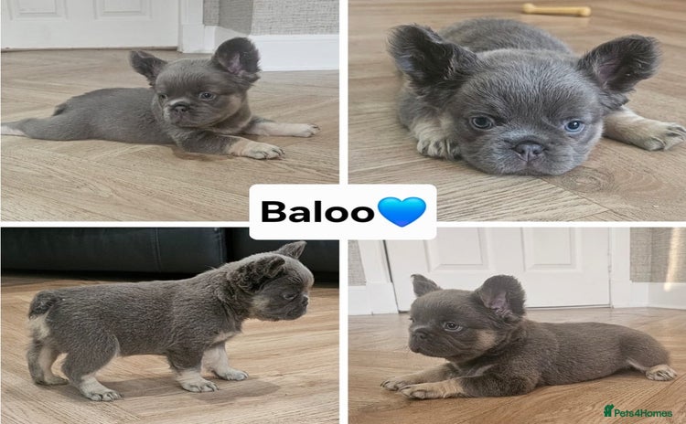French Bulldog dogs - Advert 2