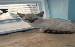 Bengal cats for sale: Tica RG Blue silver snows - Image 26