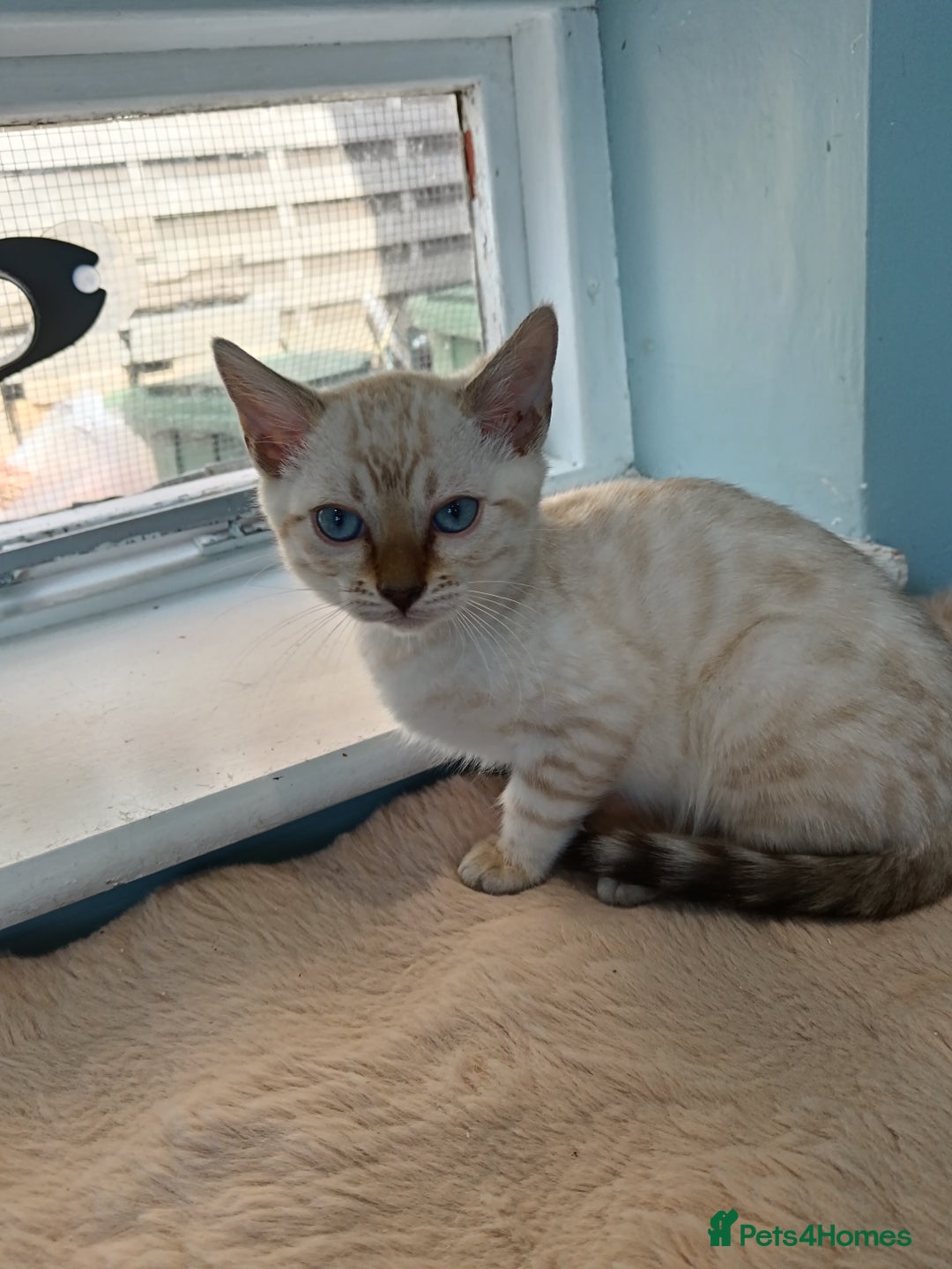 Bengal cats for sale: Tica RG Blue silver snows - Image 26