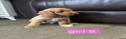 Cockapoo dogs for sale: Adorable F1 Cockapoo pups ♥️🐕🐾 in Bury Saint Edmunds - Advert 7