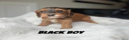 Cockapoo dogs for sale: F1 Cockapoo Puppies PRA Clear! KC Parents!  in Sittingbourne - Advert 13