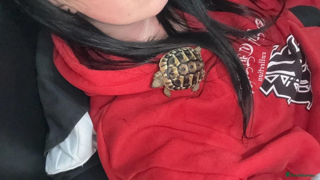 Hermann Tortoise reptiles for sale: Hermann tortoise a year old (including everything) in Billingshurst - Advert 3