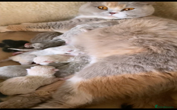 British Longhair cats for sale: Stunning Lilac British Longhair Boy TICA Reg - Image 8