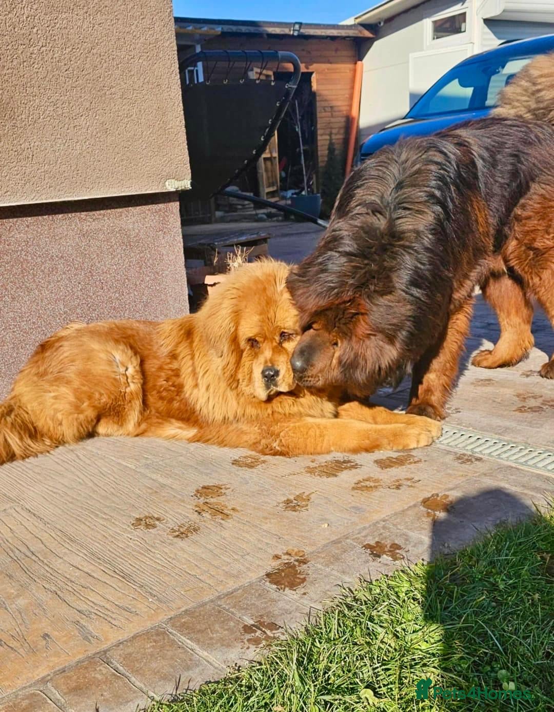 Tibetan Mastiff dogs World Top calss Tibean Mastiff! Pure blood line  - Advert 6