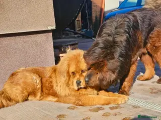 Tibetan Mastiff dogs World Top calss Tibean Mastiff! Pure blood line - Advert 1