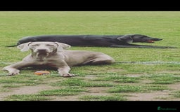 Weimaraner dogs for sale: BEAUTIFUL KC WEIM PUPS 2ND/FINAL LITTER  - Image 4