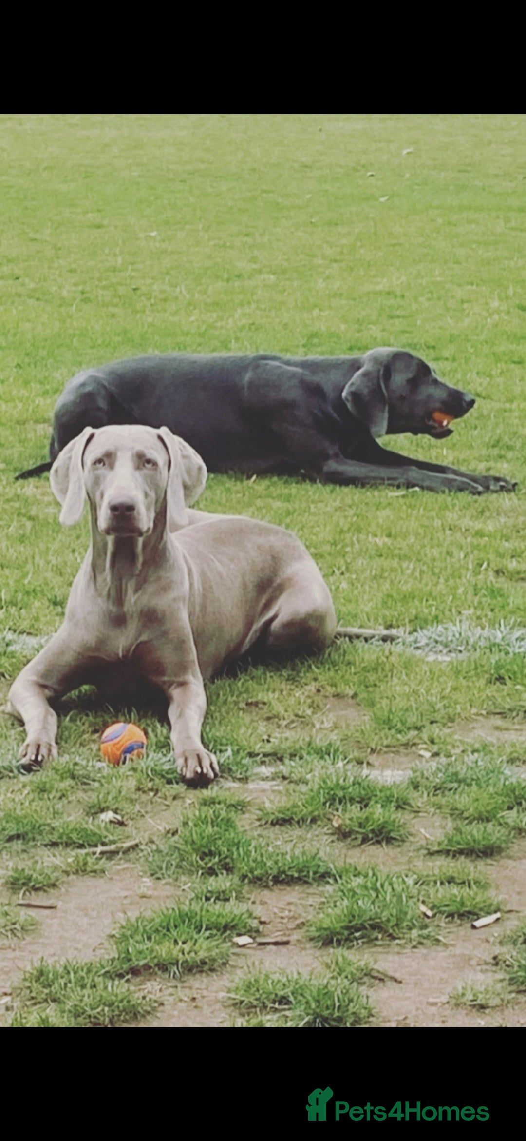 Weimaraner dogs for sale: BEAUTIFUL KC WEIM PUPS 2ND/FINAL LITTER  - Image 4