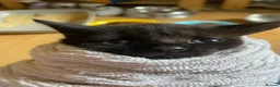 Mixed Breed cats for adoption: Tiny Rambunctious Crew of Panthers - Advert 3