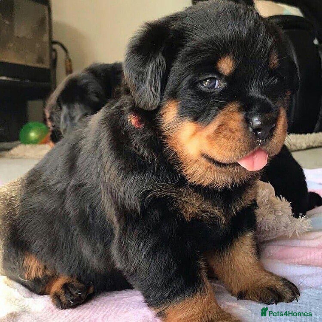 Rottweiler dogs for sale: 🖤 Gorgeous Rottweiler puppies available!  - Image 7