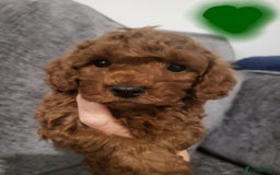 Cavapoo dogs for sale: F1bb cavapoo's  - Image 1