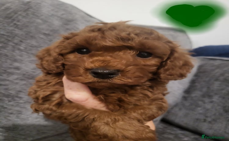 Cavapoo dogs - Advert 10