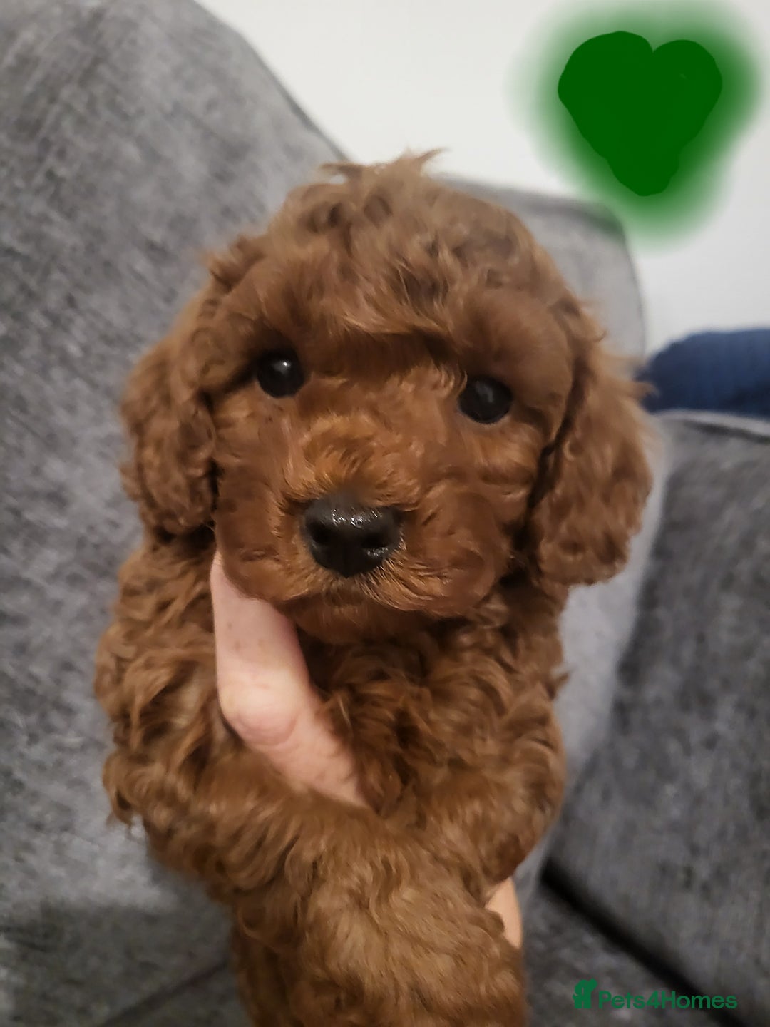 Cavapoo dogs for sale: F1bb cavapoo's  - Image 1