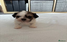 Shih Tzu dogs for sale: Shih Tzu puppies  - Image 9