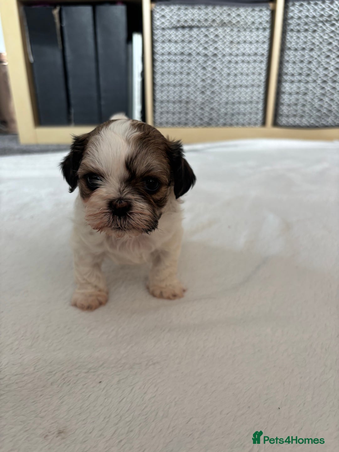 Shih Tzu dogs for sale: Shih Tzu puppies  - Image 9