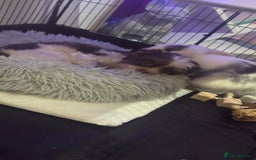 Mini Lop rabbits for sale: White mini lop girl - Advert 4