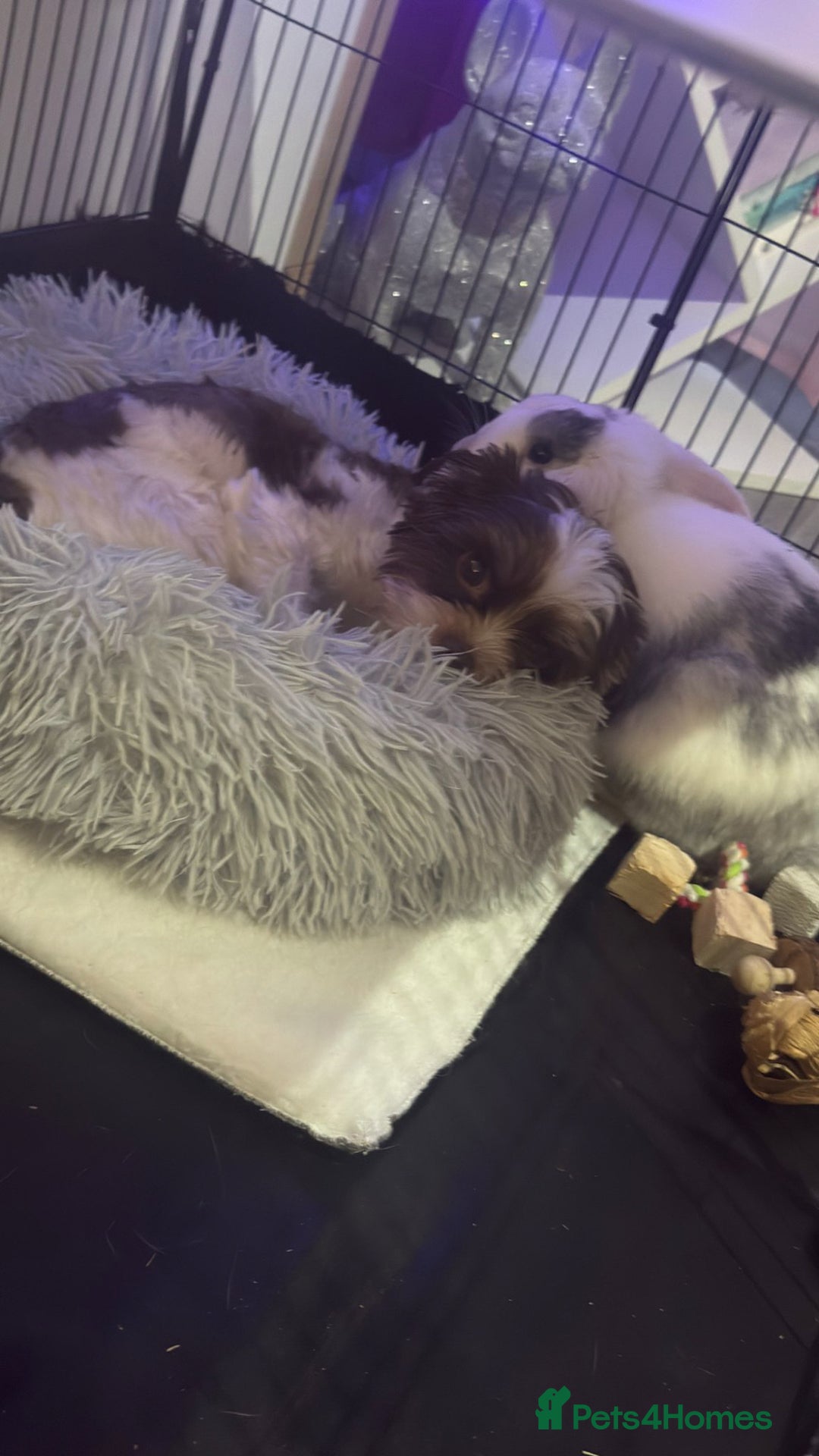 Mini Lop rabbits for sale: White mini lop girl - Advert 4