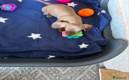 Dachshund dogs for sale: KC PRA Miniature smooth hair dachshund puppies  - Image 14