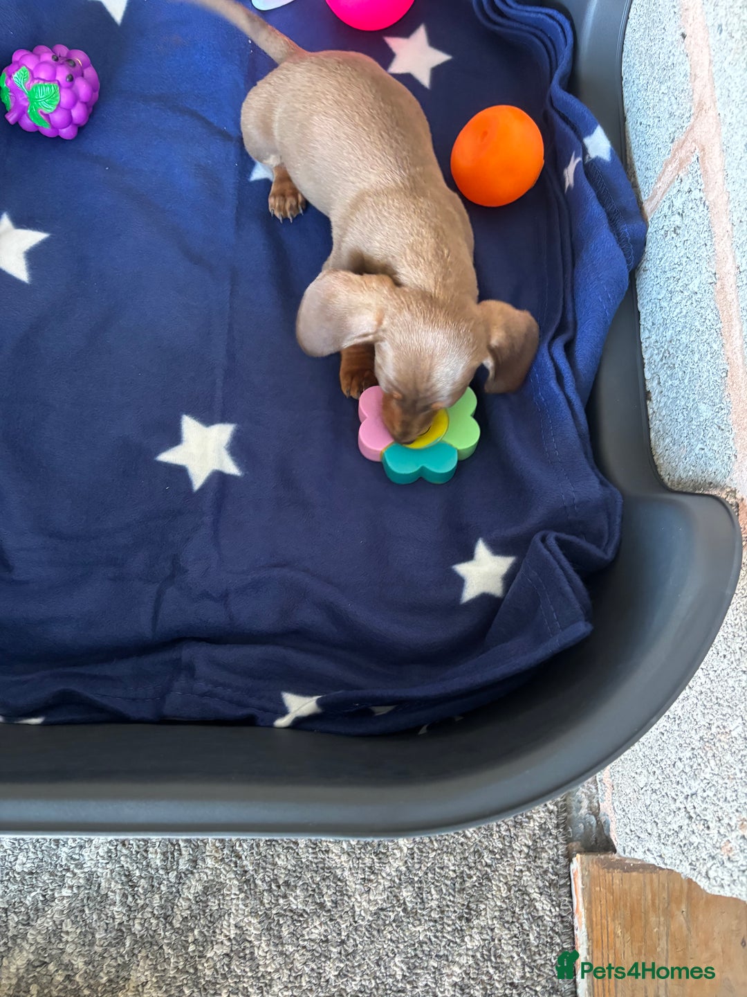 Dachshund dogs for sale: KC PRA Miniature smooth hair dachshund puppies  - Image 14