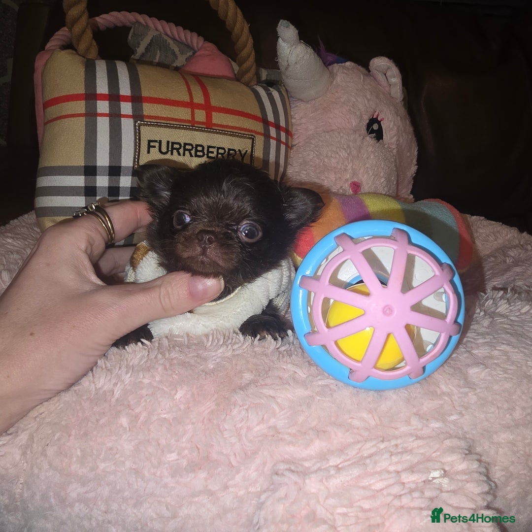 Chihuahua dogs for sale: XxQuality Chihuahua Chocolate Thai breeding pupsXx - Advert 17