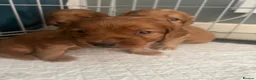 Cocker Spaniel dogs for sale: Fox red cocker spaniels  - Advert 6