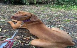Mixed Breed dogs for sale: Bullmastiff x rhodesian ridgebag - Image 3