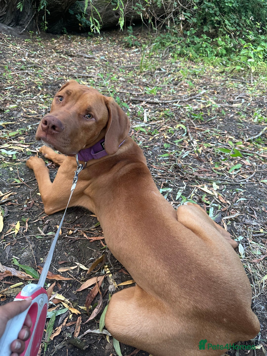Mixed Breed dogs for sale: Bullmastiff x rhodesian ridgebag - Image 3