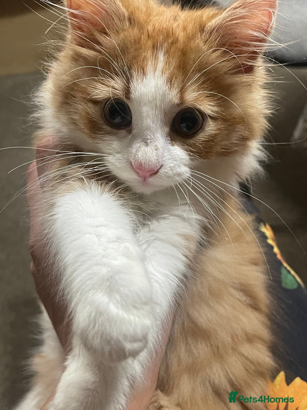 European cats for sale: Nice cat - Image 2