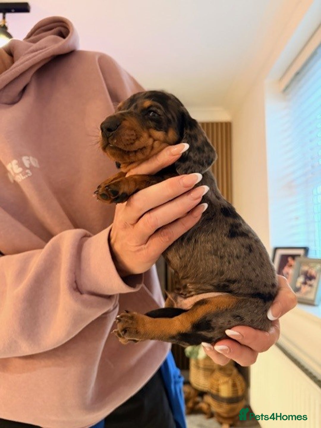 Dachshund dogs for sale: Adorable dachshund puppies 2 male & 2 female - Advert 9