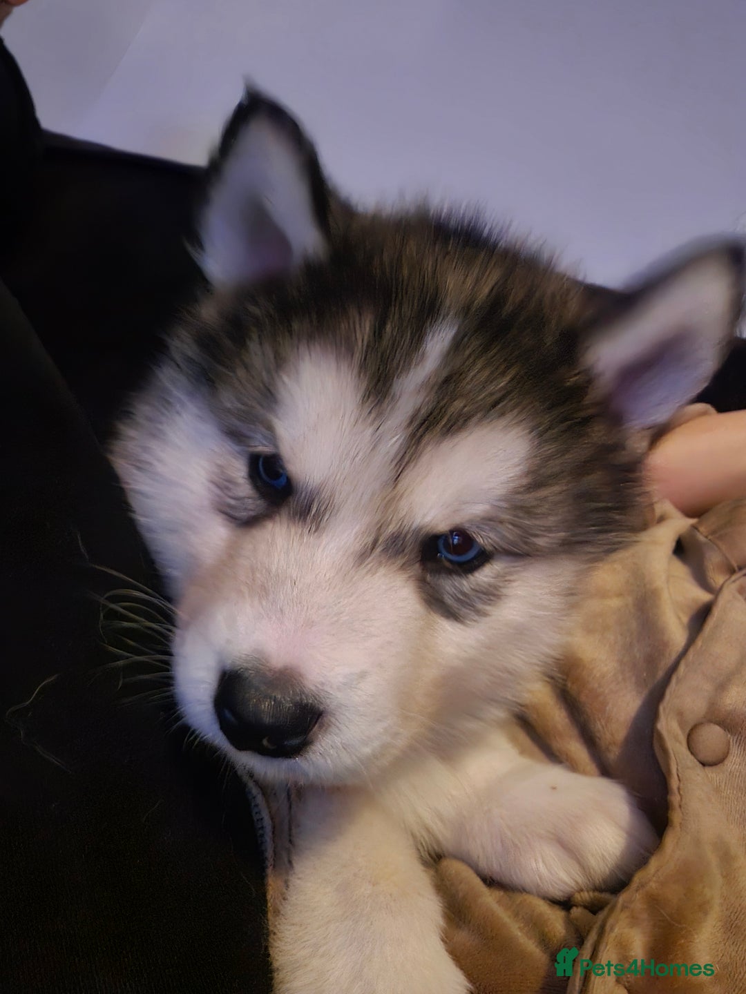 Utonagan dogs for sale: Malamute/Huskies  - Advert 6