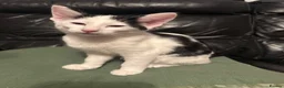 Mixed Breed cats for sale: Peterbald x Kittens in Dalkeith - Advert 3