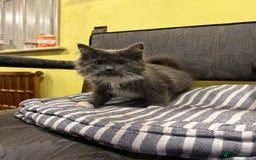 British Shorthair cats for sale: Marvellous kittens looking for home - Image 4