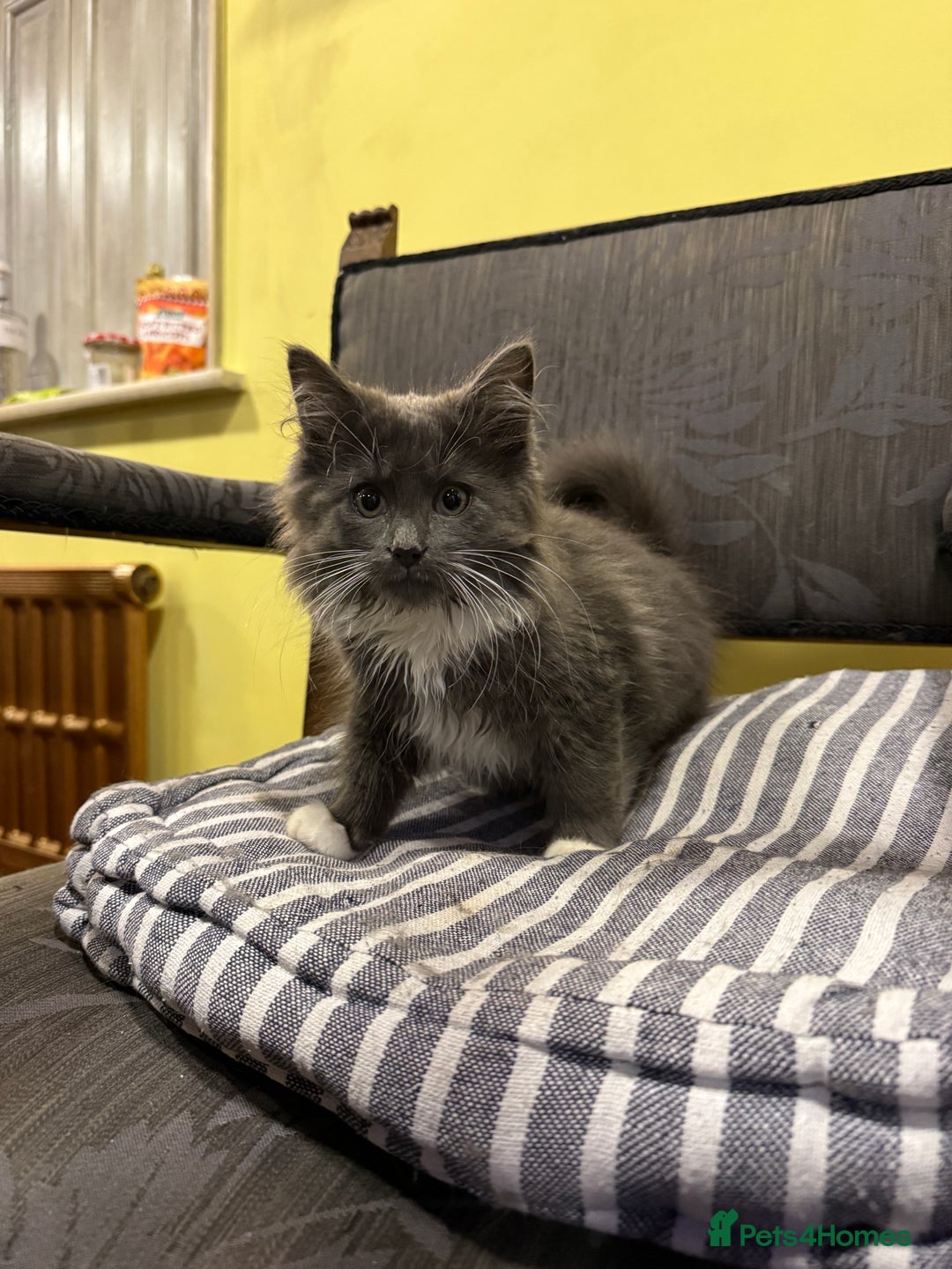 British Shorthair cats for sale: Marvellous kittens looking for home - Image 4