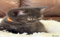 British Shorthair cats for sale: Only 2 girls left ready to go BBSH - Image 22