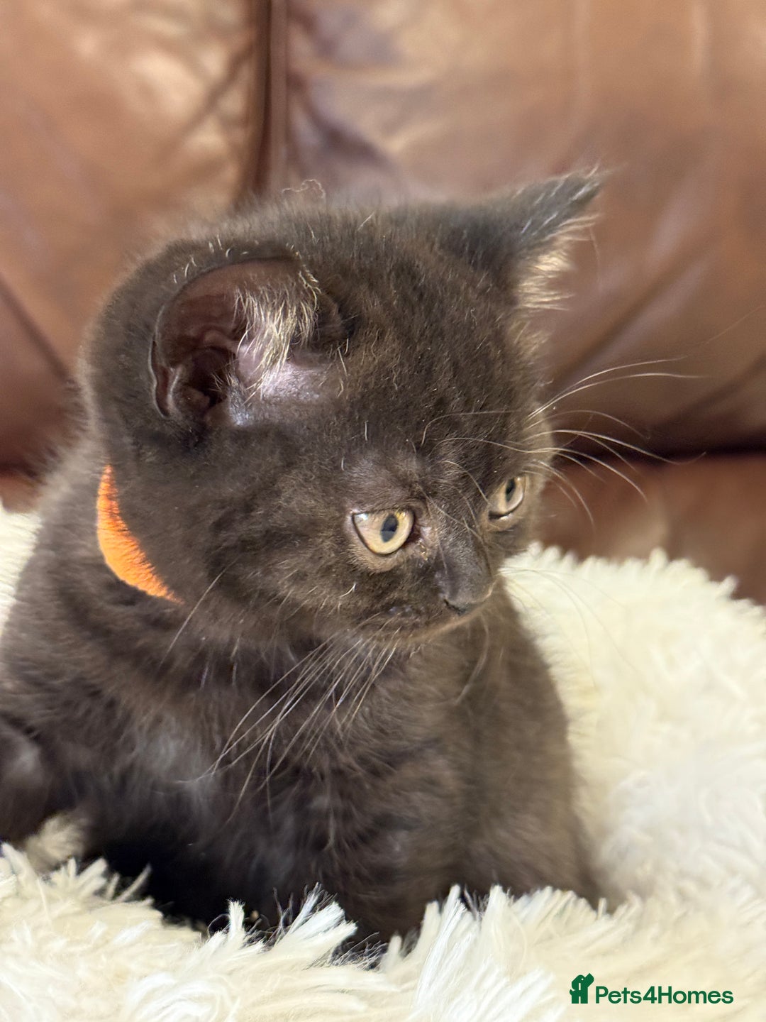 British Shorthair cats for sale: Only 2 girls left ready to go BBSH - Image 22